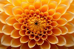 Jaune dahlia fleur fermer Contexte photo