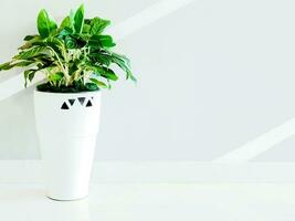 décorer vert plante sur gros blanc céramique fleur pot sur de face de mur de Bureau bâtiment avec Naturel Soleil lumière. photo