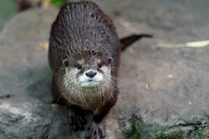 portrait de asiatique petit griffé loutre photo