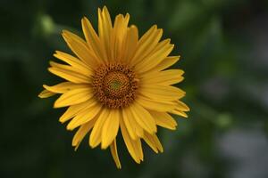 une grand Jaune fleur. une fleur similaire à une tournesol. Jaune asters. photo