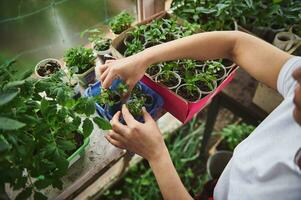 saisonnier travail dans serre. femme jardinier avec semis et choux de bébé les plantes à l'intérieur une pays serre photo