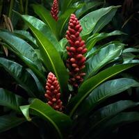 alpinia caerulea originaire de photo