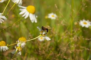 photo de une abeille séance sur une camomille fleur