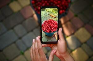 mobile téléphone dans vivre voir. téléphone intelligent dans femelle mains photographier le récolte de cerises dans une bleu métal seau photo