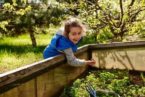 adorable souriant bébé fille Coupe récolte de vert persil dans ouvert serre dans pays jardin photo