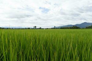 vert en terrasse riz champ. riz est croissance dans le champ Contexte photo