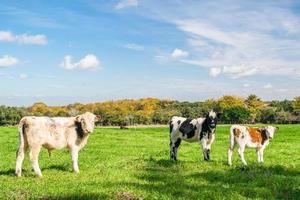 trois vaches dans une ferme