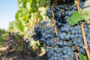 une vue sur le vignoble photo