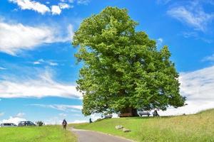 le grand arbre photo