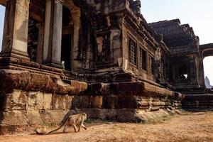 singe marchant près du complexe du temple d'angkor wat, cambodge photo