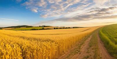 panorama de blé champ dans le Matin dans Kansas. génératif ai photo