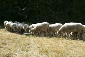 troupeau de moutons paissant photo