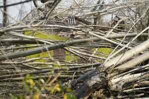 une champ de des arbres photo