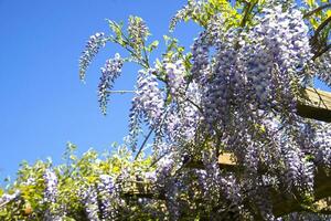 le fleur de glycine photo