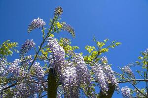 le fleur de glycine photo