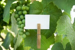 une blanc signe sur une branche de une vigne photo