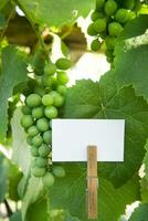 une blanc signe sur une branche de une vigne photo