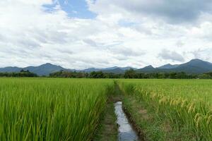 vert en terrasse riz champ. riz est croissance dans le champ Contexte photo