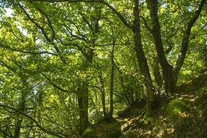 hêtre forêt en retard été photo