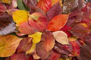 le feuilles de kaki photo