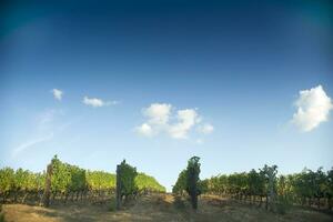 rangées de vignes photo