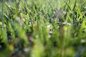 herbe verte fraîche photo