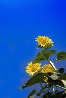 le Jaune fleur de le tournesol photo