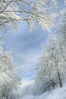 neigeux forêt sur une ensoleillé journée photo