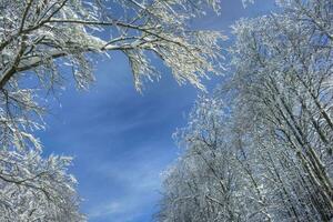 neigeux forêt sur une ensoleillé journée photo