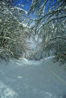 le route dans le neigeux forêt photo