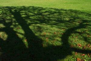 arbre ombre sur une Prairie photo