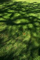 arbre ombre sur une Prairie photo