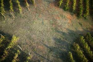 le forme de une vignoble photo