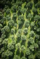 aérien vue de un olive bosquet photo