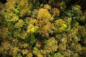 l'automne vu de au dessus photo