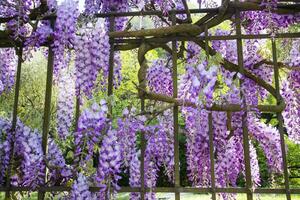 le grappes de glycine photo