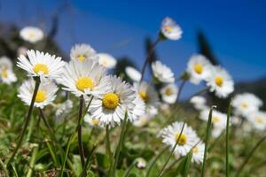 le petit fleurs de sauvage marguerites photo