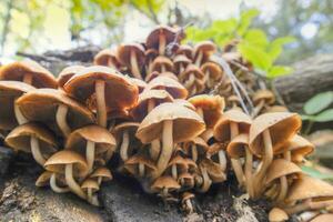 groupe de champignons dans l'automne photo