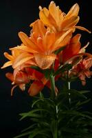 le fleur de le lilium dans le Orange variété photo