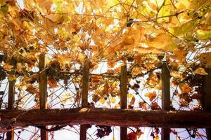 le Couleur de le vigne feuilles photo