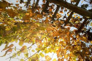 le Couleur de le vigne feuilles photo