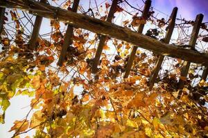 le Couleur de le vigne feuilles photo