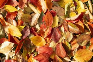 le coloré feuilles de le kaki photo