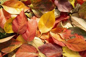 le coloré feuilles de le kaki photo