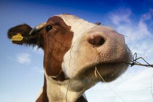 portrait de une vache à l'heure du repas photo