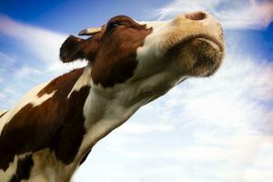 portrait de le italien rouge Pointé vache photo