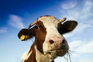 portrait de une vache à l'heure du repas photo