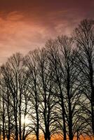 le coucher du soleil plus de une rangée de hiver des arbres photo