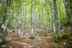 le des arbres et leur les bois photo