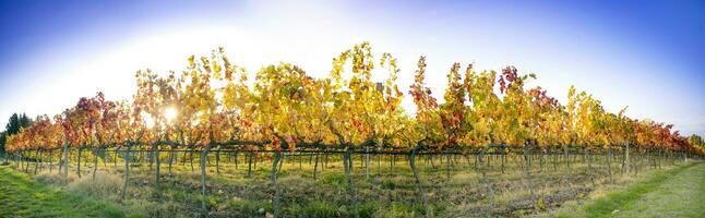 Aperçu de le couleurs de une toscan vignoble dans l'automne photo